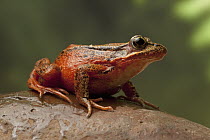 Red-legged Frog (Rana aurora) female, western Oregon