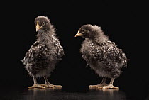 Domestic Chicken (Gallus domesticus), four week old Barred Rock chicks