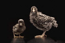 Domestic Chicken (Gallus domesticus), four and five week old Barred Rock chicks