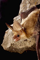 Pallid Bat (Antrozous pallidus) on rimrock at night, Washington