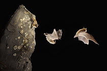 Western Small-footed Myotis (Myotis ciliolabrum) bat launching into flight from a basalt rock, Dutch Henry Falls Preserve, central Washington