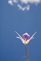 Sagebrush Mariposa Lily (Calochortus macrocarpus) flower, central Washington