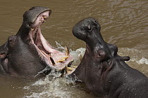 Hippopotamus (Hippopotamus amphibius) pair fighting in water, Masai Mara, Kenya