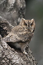 Indian Scops Owl (Otus bakkamoena) at entrance to nest cavity, Japan
