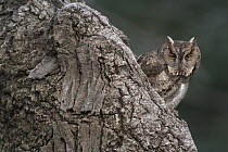 Indian Scops Owl (Otus bakkamoena) camouflaged agains tree trunk, Japan