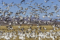 Snow Goose (Chen caerulescens) flock, Bosque del Apache National Wildlife Refuge, New Mexico
