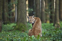 Eurasian Lynx (Lynx lynx) in forest, Bavaria, Germany