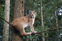 Eurasian Lynx (Lynx lynx) in tree, Bayrischer Wald National Park, Germany
