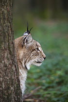 Eurasian Lynx (Lynx lynx) profile, Bavaria, Germany