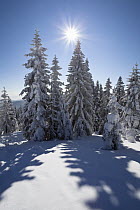 Winter scene on Arber Mountain, Bavaria, Germany