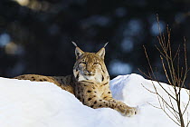 Eurasian Lynx (Lynx lynx) reclining in snow, Bavarian Forest National Park, Germany
