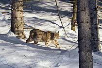 Eurasian Lynx (Lynx lynx) walking through forest, Bavarian Forest National Park, Germany