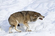 European Wolf (Canis lupus) in submissive posture, Bavarian Forest National Park, Germany