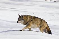 European Wolf (Canis lupus) walking through snow, Bavarian Forest National Park, Germany