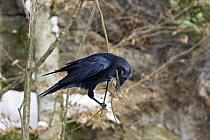 Common Raven (Corvus corax) with twig in beak, Bavarian Forest National Park, Germany