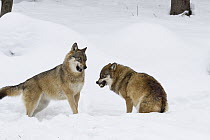 European Wolf (Canis lupus) pair fighting with one baring teeth, Bavarian Forest National Park, Germany