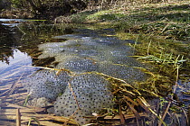 Common Frog (Rana temporaria) spawn in pond, Bavaria, Germany