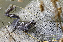 Common Frog (Rana temporaria) in spawn, Bavaria, Germany