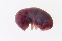 House Mouse (Mus musculus) embryo