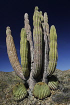 Cardon (Pachycereus pringlei) cactus with other cacti at base, Santa Catalina Island, Sea of Cortez, Mexico