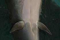 Bottlenose Dolphin (Tursiops truncatus) female underside showing urogenital, anal and mammary slits with ventral fin, caught along the coast of Japan, courtesy of Taiji Whale Museum
