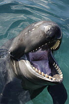 False Killer Whale (Pseudorca crassidens) with open mouth showing teeth, Japan
