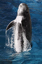 Risso's Dolphin (Grampus griseus) leaping out of water, Japan