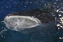 Whale Shark (Rhincodon typus) filter feeding krill in aquarium, Japan