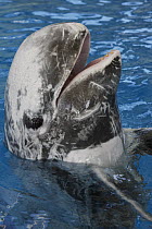 Risso's Dolphin (Grampus griseus) in aquarium with open mouth, Japan