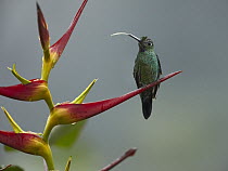 Green-crowned Brilliant (Heliodoxa jacula) with extended tongue perching on heliconia flower, Ecuador
