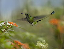 Booted Racket-tail (Ocreatus underwoodii) hummingbird hovering, Costa Rica