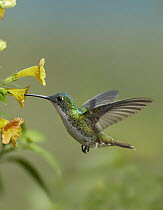 Andean Emerald (Amazilia franciae) hummingbird feeding on a yellow flower, Ecuador