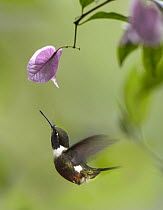 Purple-throated Woodstar (Philodice mitchellii) hummingbird hovering near Bougainveillea flower, Ecuador