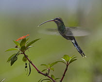Green Hermit (Phaethornis guy) hummingbird hovering hear Impatiens flower, Ecuador