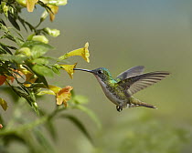 Andean Emerald (Amazilia franciae) hummingbird feeling on yellow flower, Ecuador