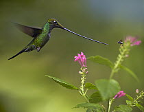 Sword-billed Hummingbird (Ensifera ensifera) and insect, Ecuador
