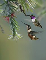 White-bellied Woodstar (Acestrura mulsant) hummingbird male and female feeding on flower, Costa Rica