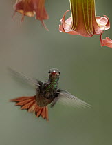 Rufous-tailed Hummingbird (Amazilia tzacatl) hovering near flower, Costa Rica