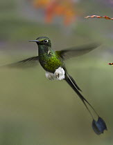 Booted Racket-tail (Ocreatus underwoodii) hummingbird male hovering, Ecuador