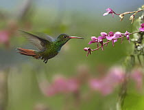 Rufous-tailed Hummingbird (Amazilia tzacatl) hovering near flower, Ecuador