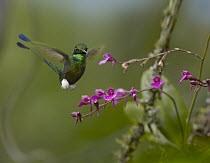 Booted Racket-tail (Ocreatus underwoodii) hummingbird male hovering near orchid, Ecuador