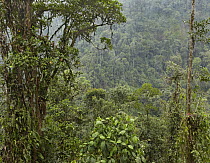 Diverse vegetaion in Mindo Cloud Forest, Milpe Bird Sanctuary, Ecuador