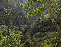 Cloud forest with diverse vegetation, Tandayapa Valley, Ecuador