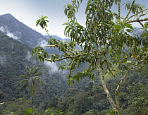 Cloud forest landscape, Tandayapa Valley, Ecuador