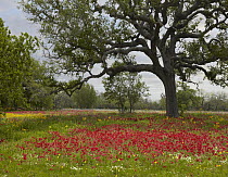 Drummond's Phlox (Phlox drummondii) meadow near Leming, Texas
