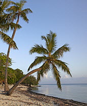Palmetto Bay beach and palm trees, Roatan Island, Honduras