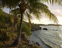 Wilkes Point at sunset with palm trees, Roatan Island, Honduras
