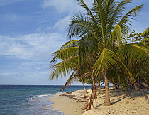 Beach with palm trees, Camp Bay, Roatan Island, Honduras