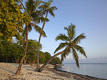 Beach with palm trees, Palmetto Bay, Roatan Island, Honduras