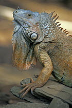 Green Iguana (Iguana iguana) portrait showing dewlap, Roatan Island, Honduras